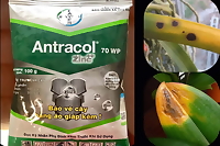 Antracol 70WP- Thuốc trừ nấm bệnh phổ rộng bổ sung kẽm giúp cứng cây, xanh lá